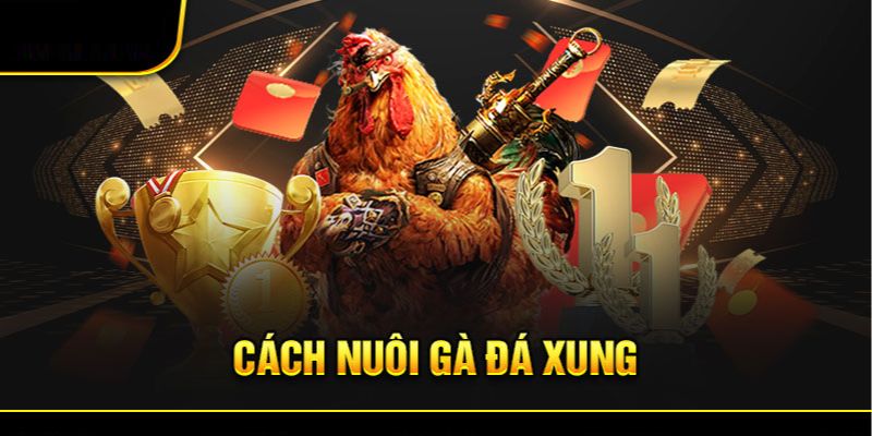 Bi quyet nuoi ga da cua sat de ga chien dau khong met moi